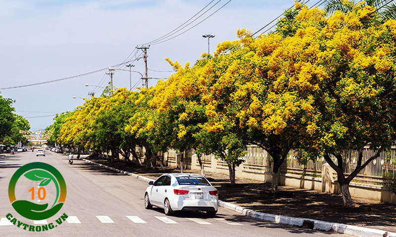 cây giáng hương